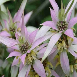 Монарда точечная