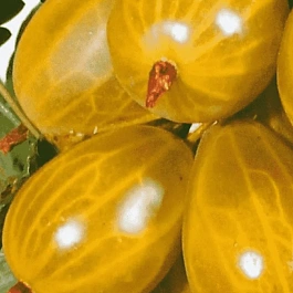 Крыжовник обыкновенный Русский желтый