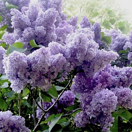 Сирень обыкновенная Зоя Космодемьянская