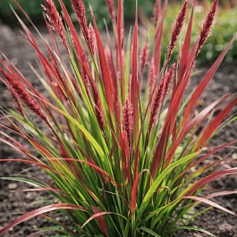 Молиния голубая Rotschoft