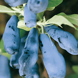 Жимолость плодовая Морена