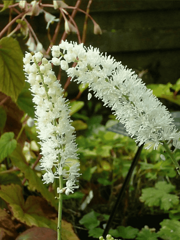 Клопогон японский Silver Dance