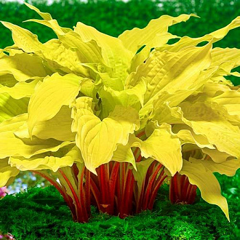 Хоста гибридная Липстик Блонд