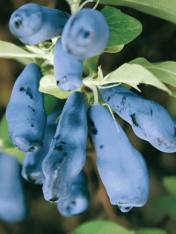 Жимолость плодовая Морена
