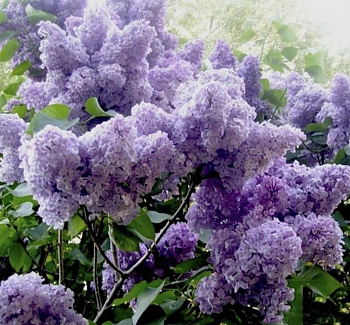 Сирень обыкновенная Зоя Космодемьянская