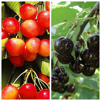 Дерево-сад (3-4х летка) черешня 2 сорта Брянская розовая-Ленинградская Черная Дерево-сад (3-4х летка) черешня 2 сорта Брянская розовая-Ленинградская Черная