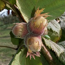 Лещина обыкновенная Исаевский