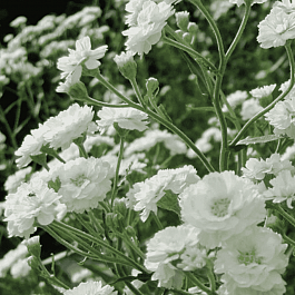 Гипсофила метельчатая Snowflake