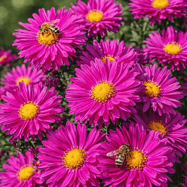 Астра ново-бельгийская Neron