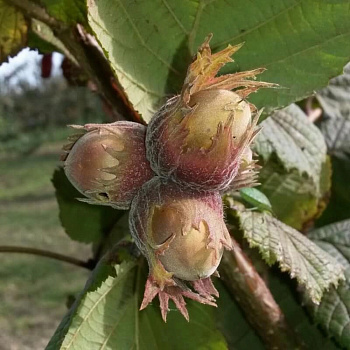 Лещина обыкновенная Исаевский