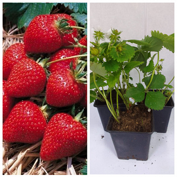 Земляника садовая Фэвори (Фаворит) НАБОР 3ШТ