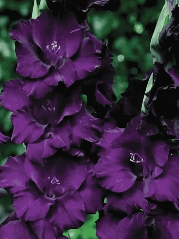 Гладиолус Mombassa