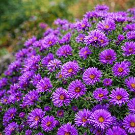Астра новоанглийская Purple Dome