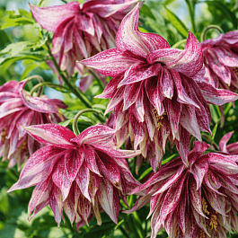 Клематис Pink Surprise