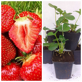 Земляника садовая Вима Занта НАБОР 5ШТ Земляника садовая Вима Занта НАБОР 5ШТ