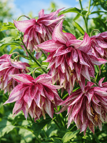 Клематис Pink Surprise