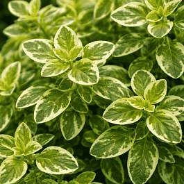 Душица обыкновенная Variegata