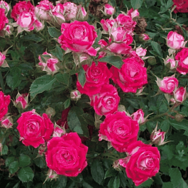 Роза спрей Ruby Star