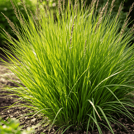 Молиния голубая Igel