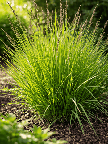 Молиния голубая Igel