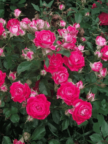 Роза спрей Ruby Star