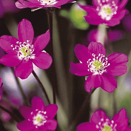 Печеночница японская Red Forest Hybrids