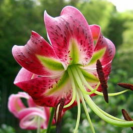 Лилия видовая Блэк Бьюти НАБОР 2ШТ (2+2)