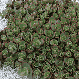 Очиток гибридный Sunsparkler Lime Zinger