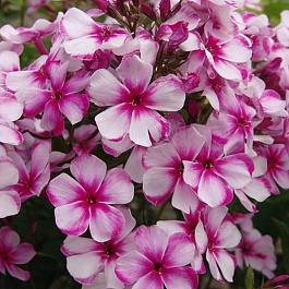 Флокс метельчатый Неон Флэйр Блю