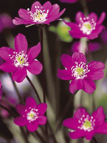 Печеночница японская Red Forest Hybrids