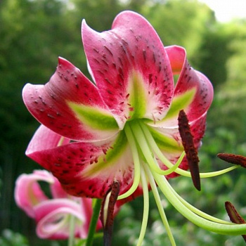 Лилия видовая Блэк Бьюти НАБОР 2ШТ (2+2)