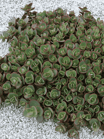 Очиток гибридный Sunsparkler Lime Zinger