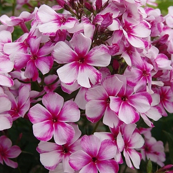 Флокс метельчатый Неон Флэйр Блю