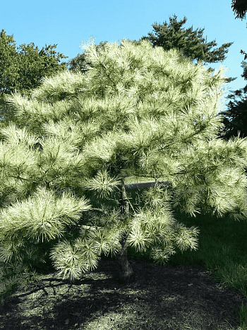 Сосна густоцветная Oculus Draconis