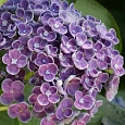 Гортензия крупнолистная Hovaria Hopcorn