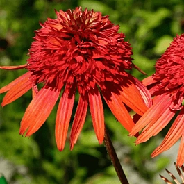 Эхинацея пурпурная Irresistible