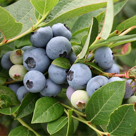 Голубика высокорослая Блюрей