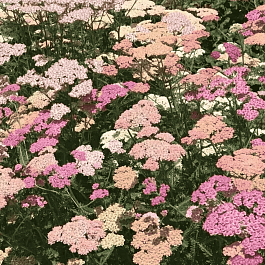 Тысячелистник обыкновенный Summer pastels