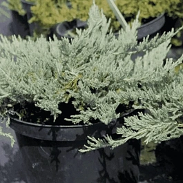 Можжевельник горизонтальный Blue Forest