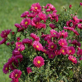 Астра новобельгийская Кримсон Брокейд НАБОР 2ШТ (1+1)