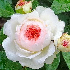 Роза Тантау флорибунда Стефани Баронин цу Гуттенберг