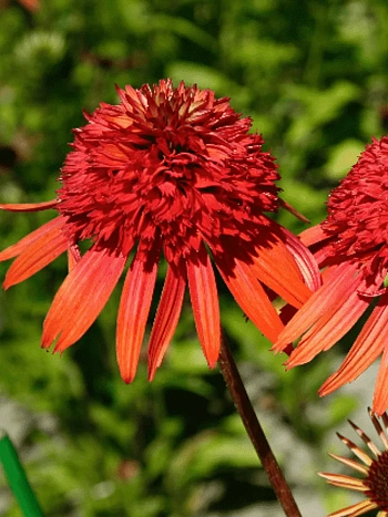 Эхинацея пурпурная Irresistible