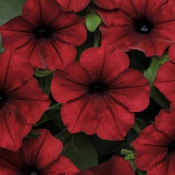 Петуния ампельная F1 Тайдал Вейв Ред Велюр