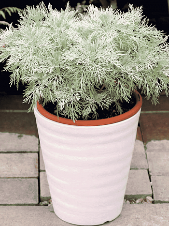 Полынь MAKANA™ Silver