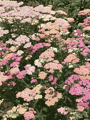 Тысячелистник обыкновенный Summer pastels