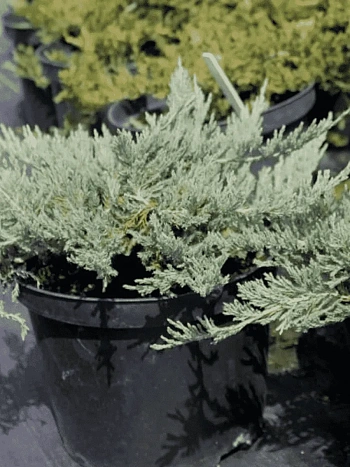 Можжевельник горизонтальный Blue Forest