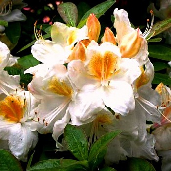 Азалия гибридная Silver Slipper