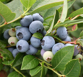 Голубика высокорослая Блюрей Голубика высокорослая Блюрей