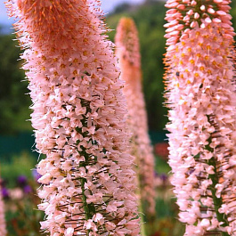 Эремурус гибридный Рофорд