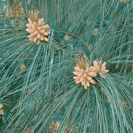 Сосна гималайская